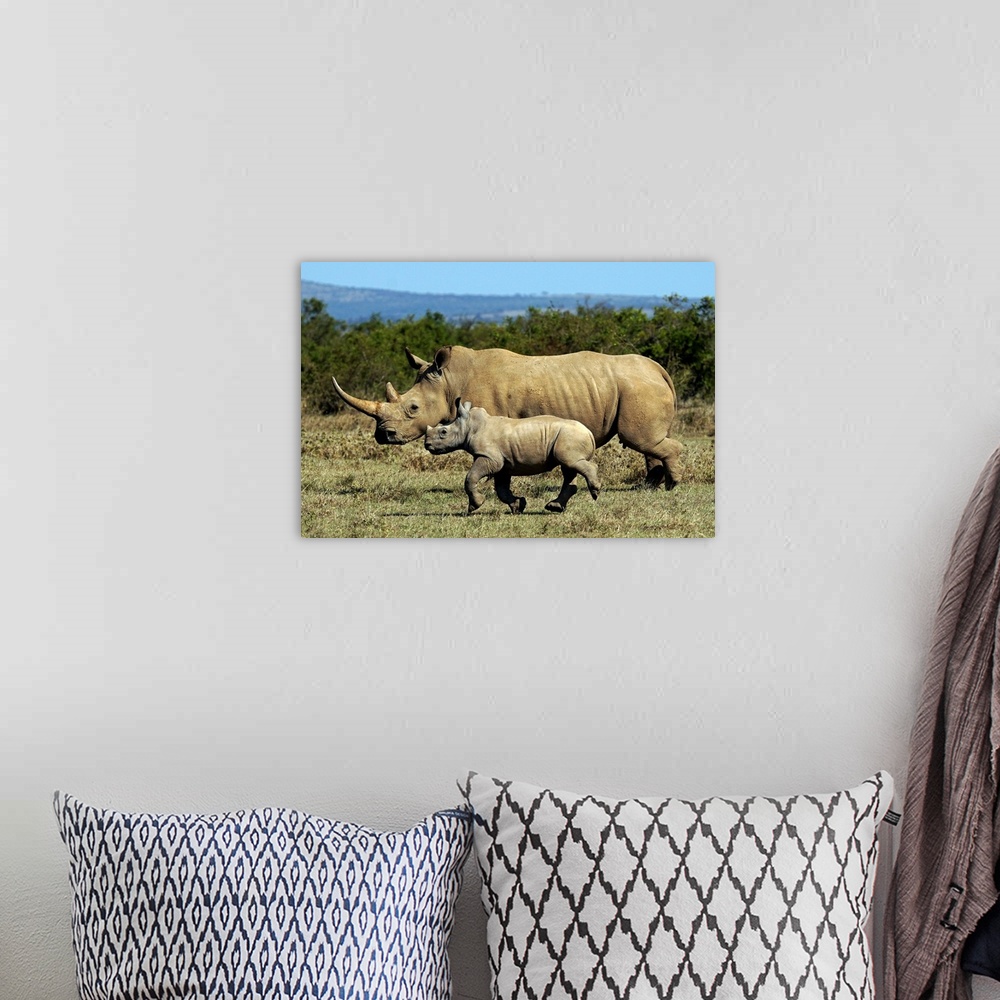 A bohemian room featuring White Rhinoceros (Ceratotherium simum) mother and calf, Solio Game Reserve, Kenya.