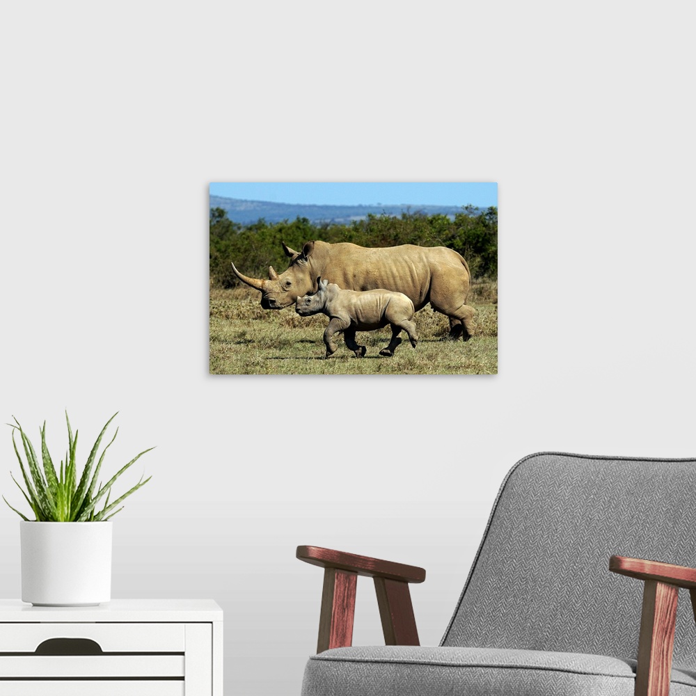 A modern room featuring White Rhinoceros (Ceratotherium simum) mother and calf, Solio Game Reserve, Kenya.