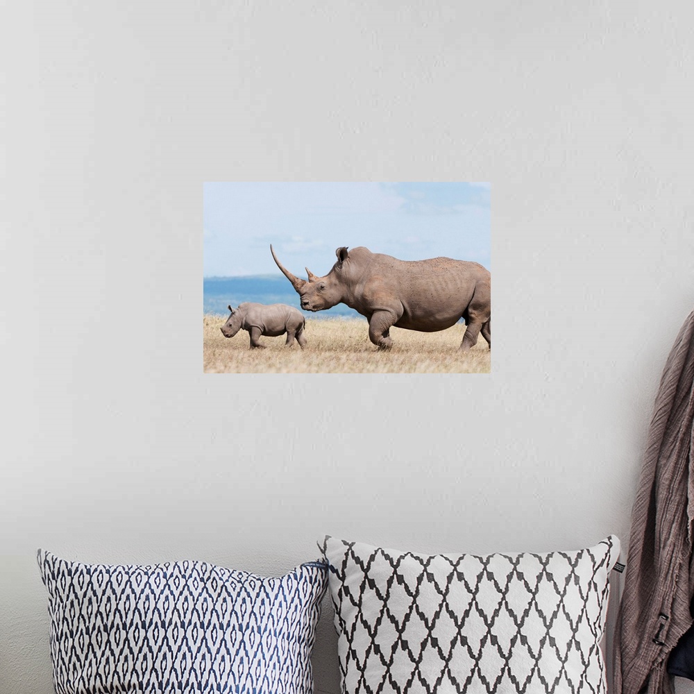 A bohemian room featuring White Rhinoceros mother and calf, Solio Ranch, Kenya