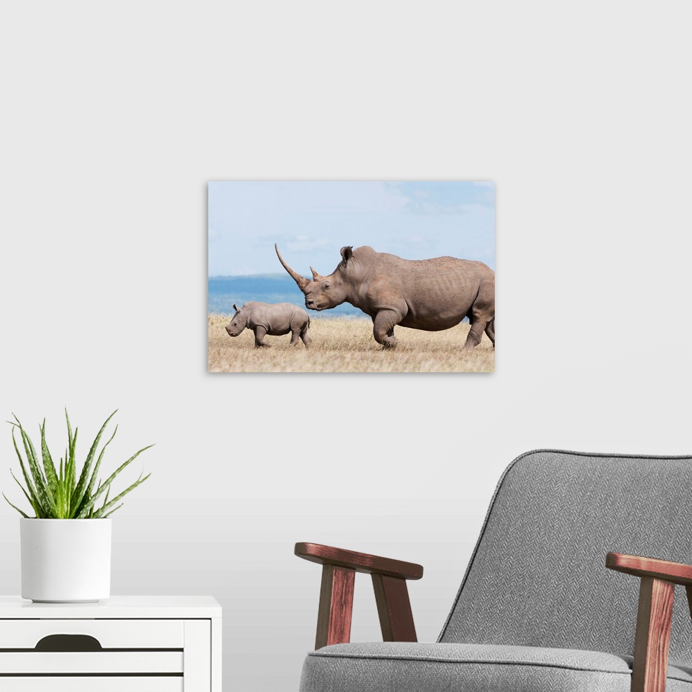 A modern room featuring White Rhinoceros mother and calf, Solio Ranch, Kenya