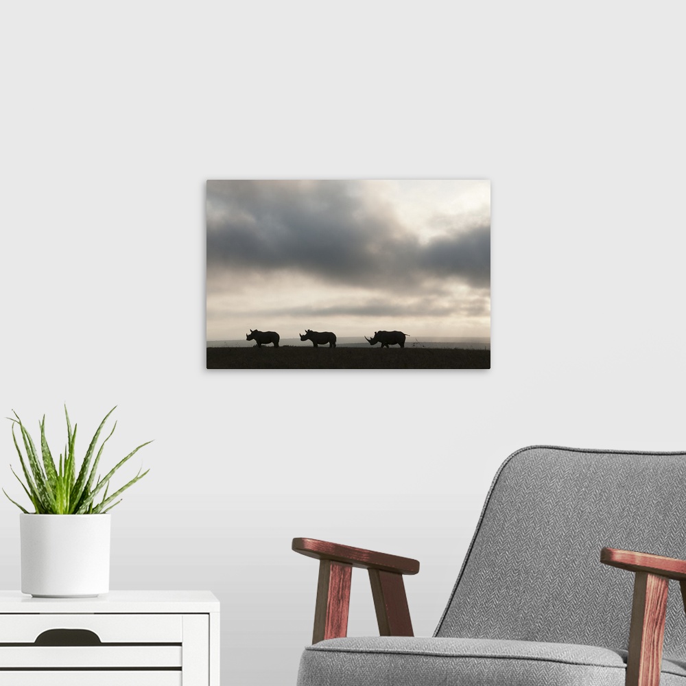 A modern room featuring White Rhinoceros trio at sunset, Solio Ranch, Kenya