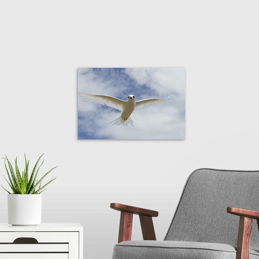 A modern room featuring White Tern flying, Midway Atoll, Hawaiian Leeward Islands, Hawaii
