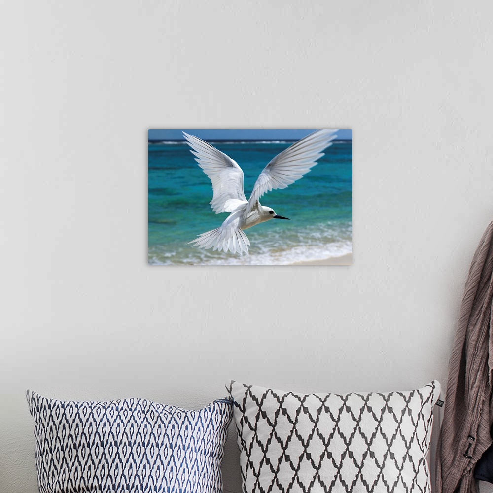 A bohemian room featuring White Tern flying over beach, Midway Atoll, Hawaiian Leeward Islands, Hawaii