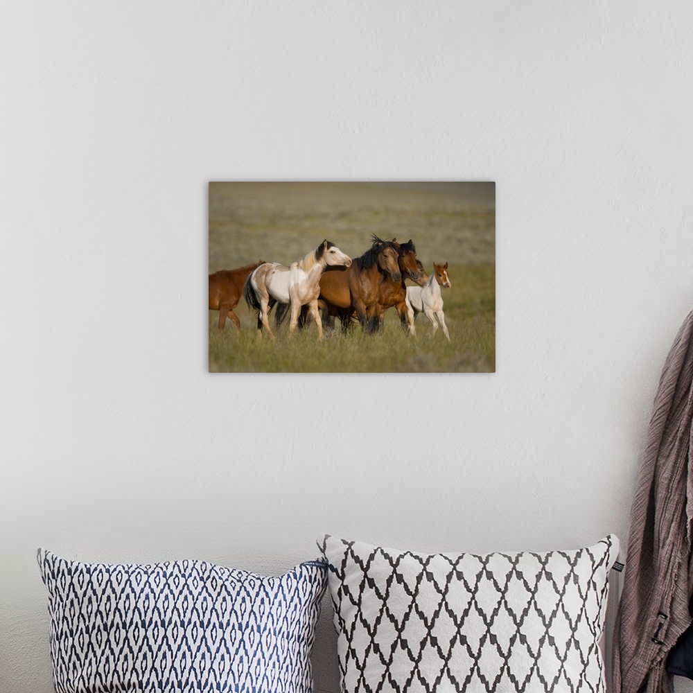 A bohemian room featuring Wild Horse herd running, Wyoming