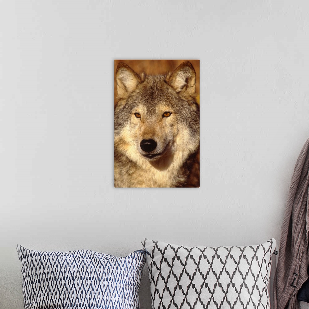 A bohemian room featuring Wolf, North America