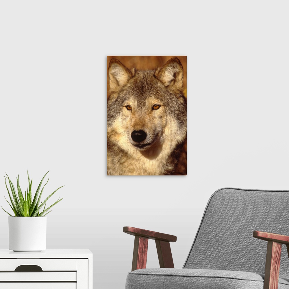 A modern room featuring Wolf, North America