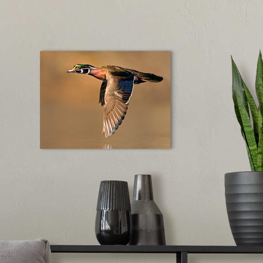 A modern room featuring Wood Duck (Aix sponsa) male flying, Lapeer State Game Area, Michigan