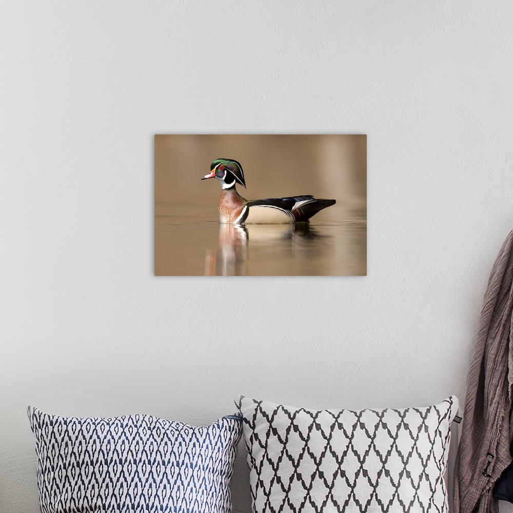 A bohemian room featuring wood duck (Aix sponsa), Swimming, Male, Lapeer State Game Area, MI