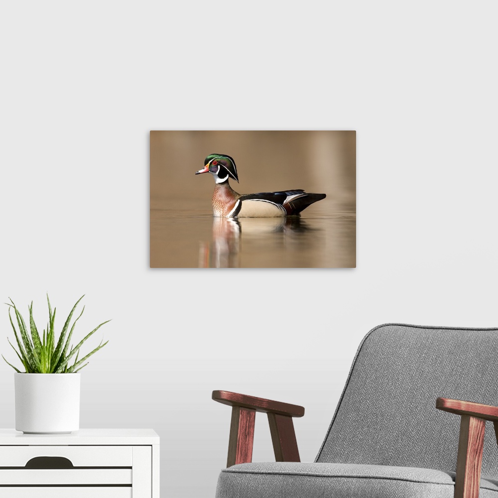 A modern room featuring wood duck (Aix sponsa), Swimming, Male, Lapeer State Game Area, MI