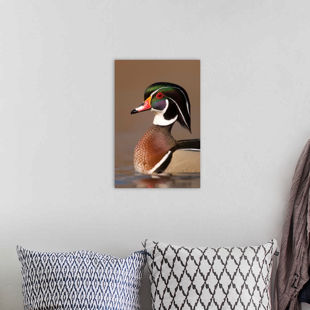 A bohemian room featuring wood duck (Aix sponsa), Headshot, Swimming,  Male, Lapeer State Game Area, MI