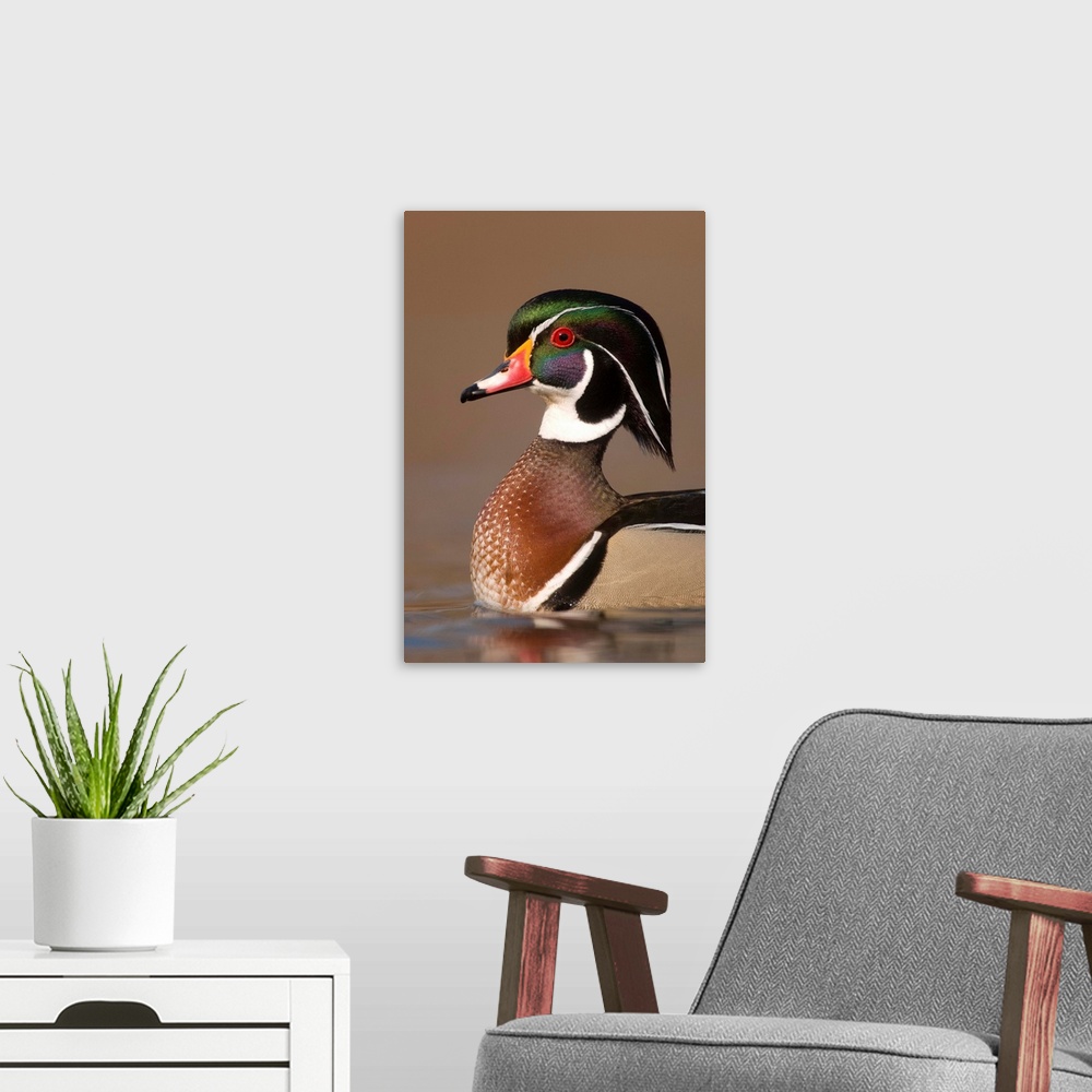 A modern room featuring wood duck (Aix sponsa), Headshot, Swimming,  Male, Lapeer State Game Area, MI