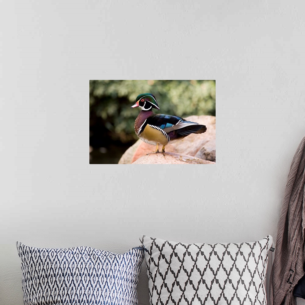A bohemian room featuring Wood Duck male in breeding plumage, California