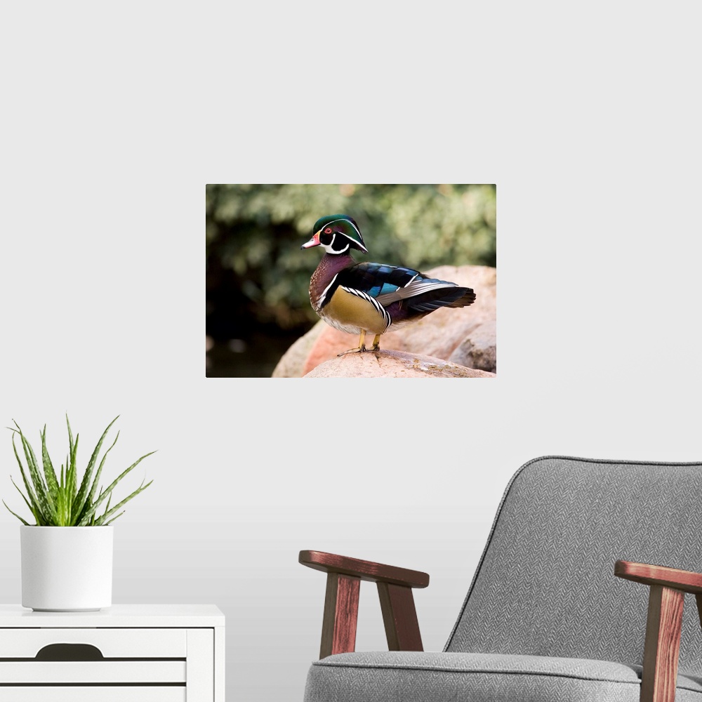 A modern room featuring Wood Duck male in breeding plumage, California