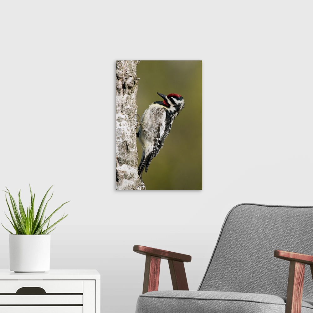 A modern room featuring yellow-bellied sapsucker (Sphyrapicus varius), Male Rifle River State Game area, MI