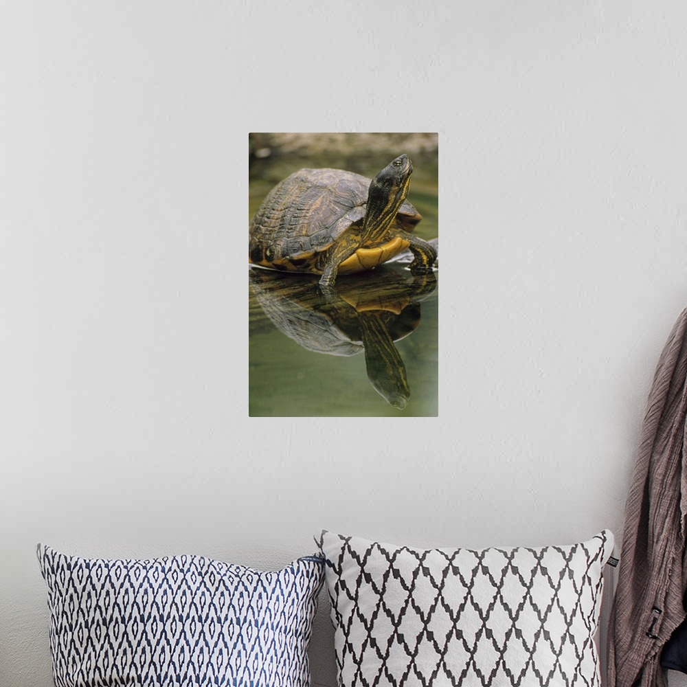 A bohemian room featuring Yellow-bellied Slider (Trachemys scripta scripta) turtle, portrait, in water, North America