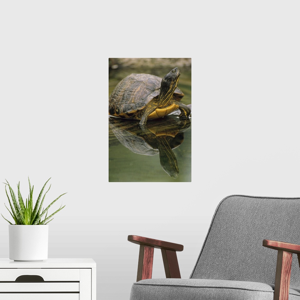 A modern room featuring Yellow-bellied Slider (Trachemys scripta scripta) turtle, portrait, in water, North America
