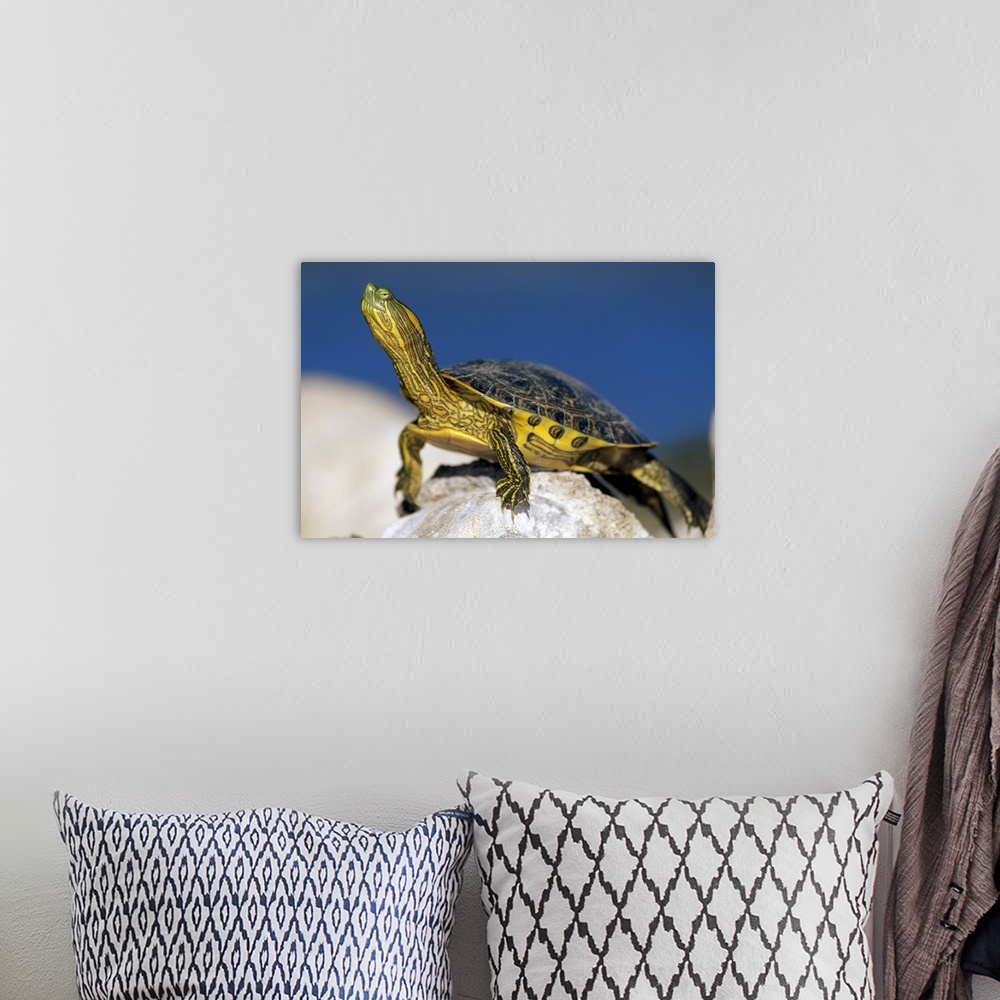 A bohemian room featuring Yellow-bellied Slider (Trachemys scripta scripta) turtle, portrait, on rock, North America