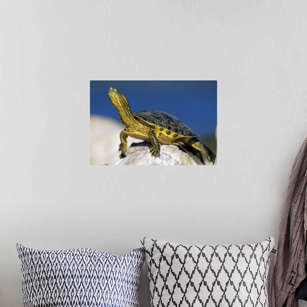 A bohemian room featuring Yellow-bellied Slider (Trachemys scripta scripta) turtle, portrait, on rock, North America