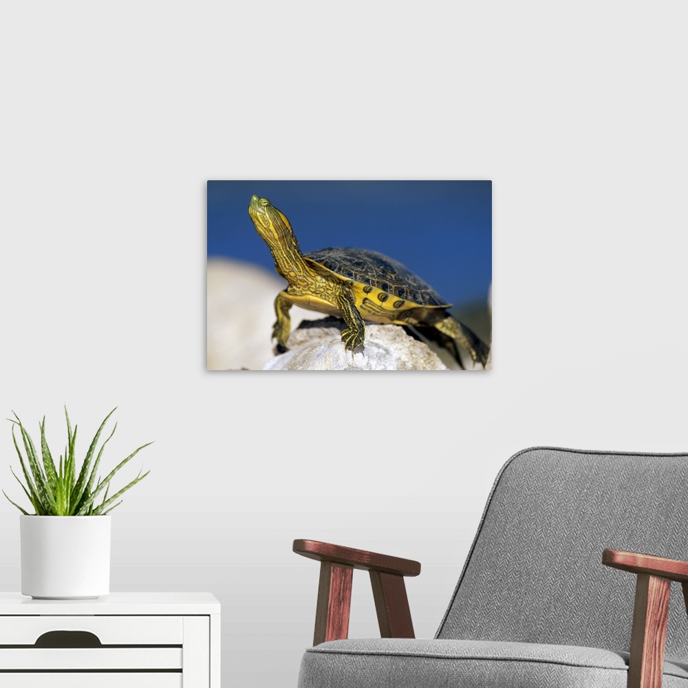 A modern room featuring Yellow-bellied Slider (Trachemys scripta scripta) turtle, portrait, on rock, North America