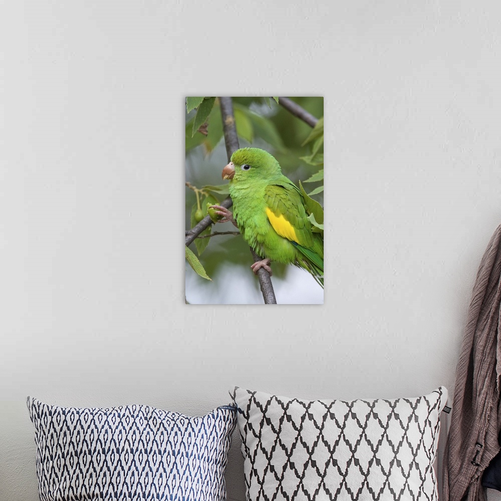 A bohemian room featuring Yellow-chevroned Parakeet (Brotogeris chiriri), Pantanal, Brazil