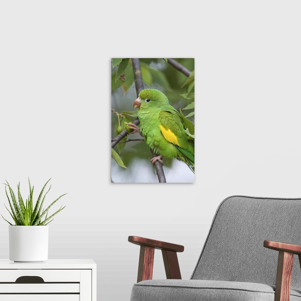 A modern room featuring Yellow-chevroned Parakeet (Brotogeris chiriri), Pantanal, Brazil