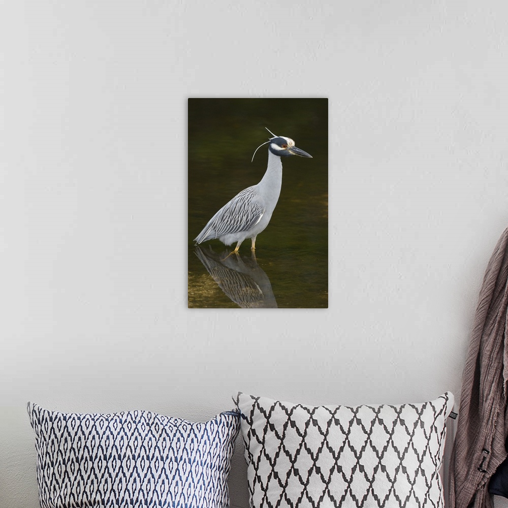 A bohemian room featuring Yellow-crowned night heron (Nycticorax violacea), Ding Darling NWR FL