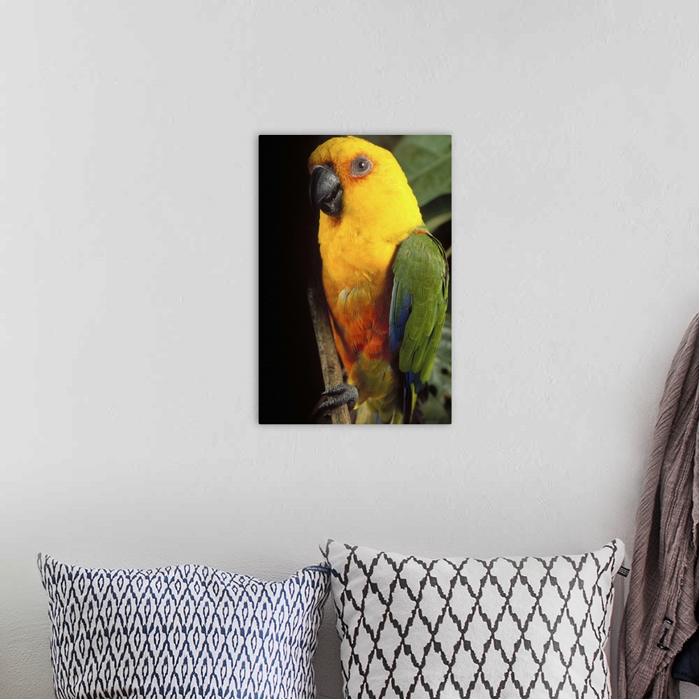 A bohemian room featuring Yellow-faced Parrot (Amazona xanthops) portrait, threatened, southern Brazil