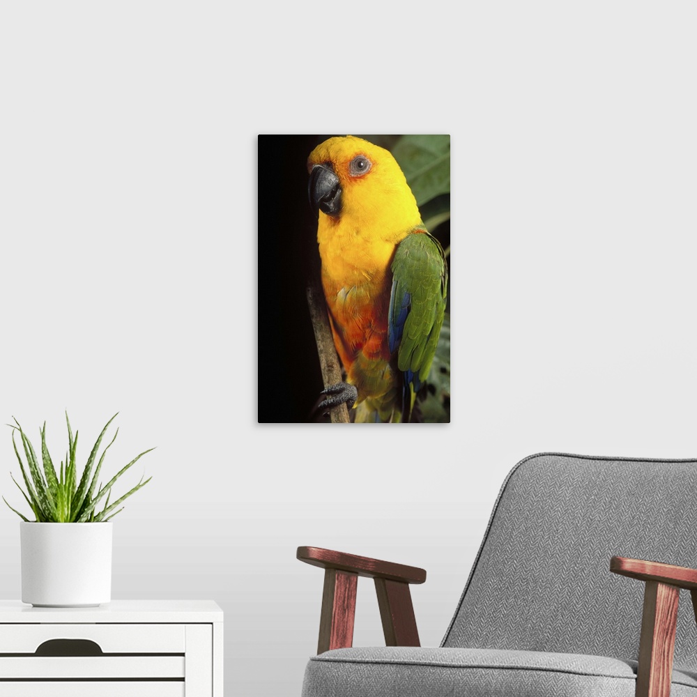 A modern room featuring Yellow-faced Parrot (Amazona xanthops) portrait, threatened, southern Brazil