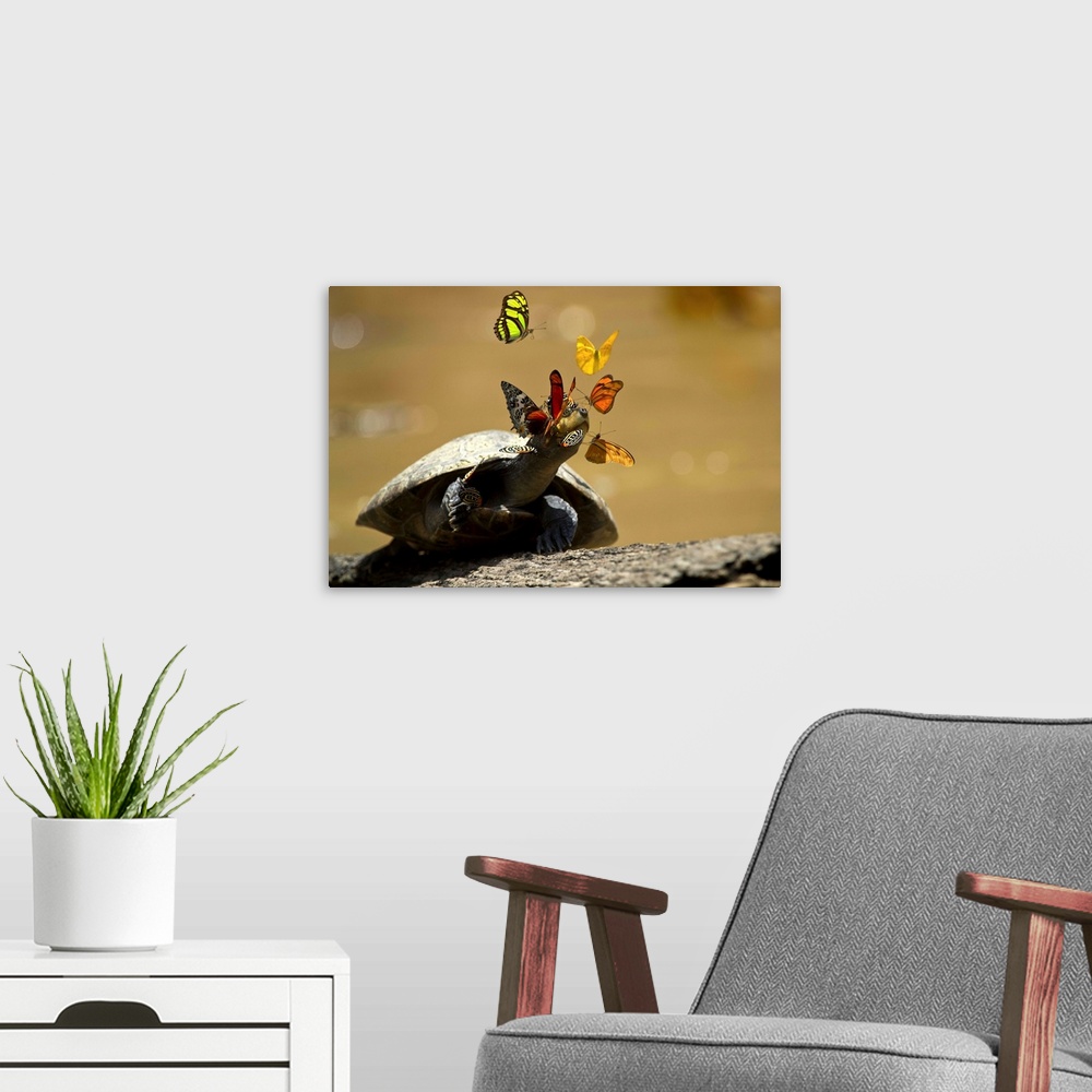 A modern room featuring Yellow-spotted Amazon River Turtle sunbathing surrounded by butterflies, Ecuador