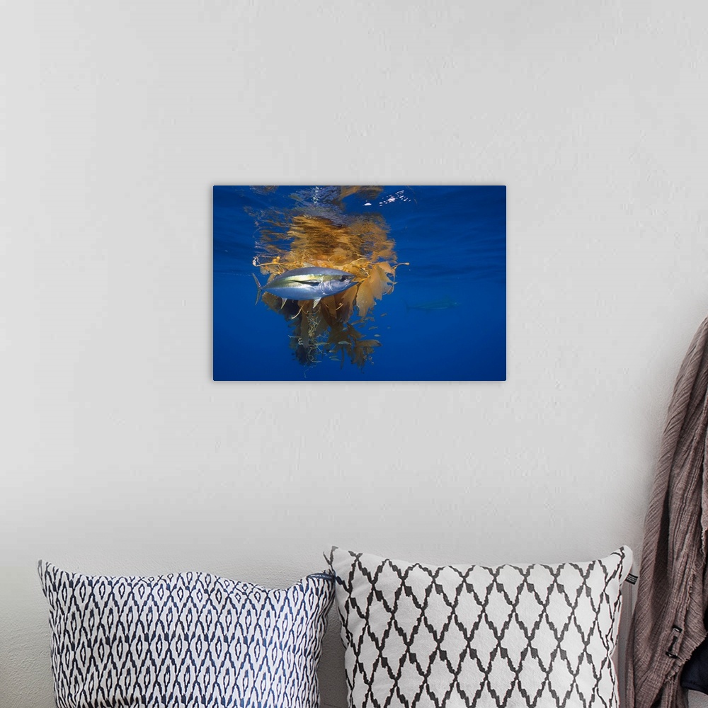 A bohemian room featuring Yellowfin Tuna (Thunnus albacares) and Blue Marlin (Makaira nigricans) beside floating kelp, Nine...