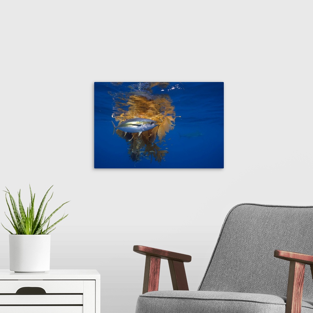 A modern room featuring Yellowfin Tuna (Thunnus albacares) and Blue Marlin (Makaira nigricans) beside floating kelp, Nine...