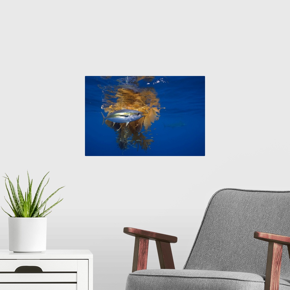 A modern room featuring Yellowfin Tuna (Thunnus albacares) and Blue Marlin (Makaira nigricans) beside floating kelp, Nine...