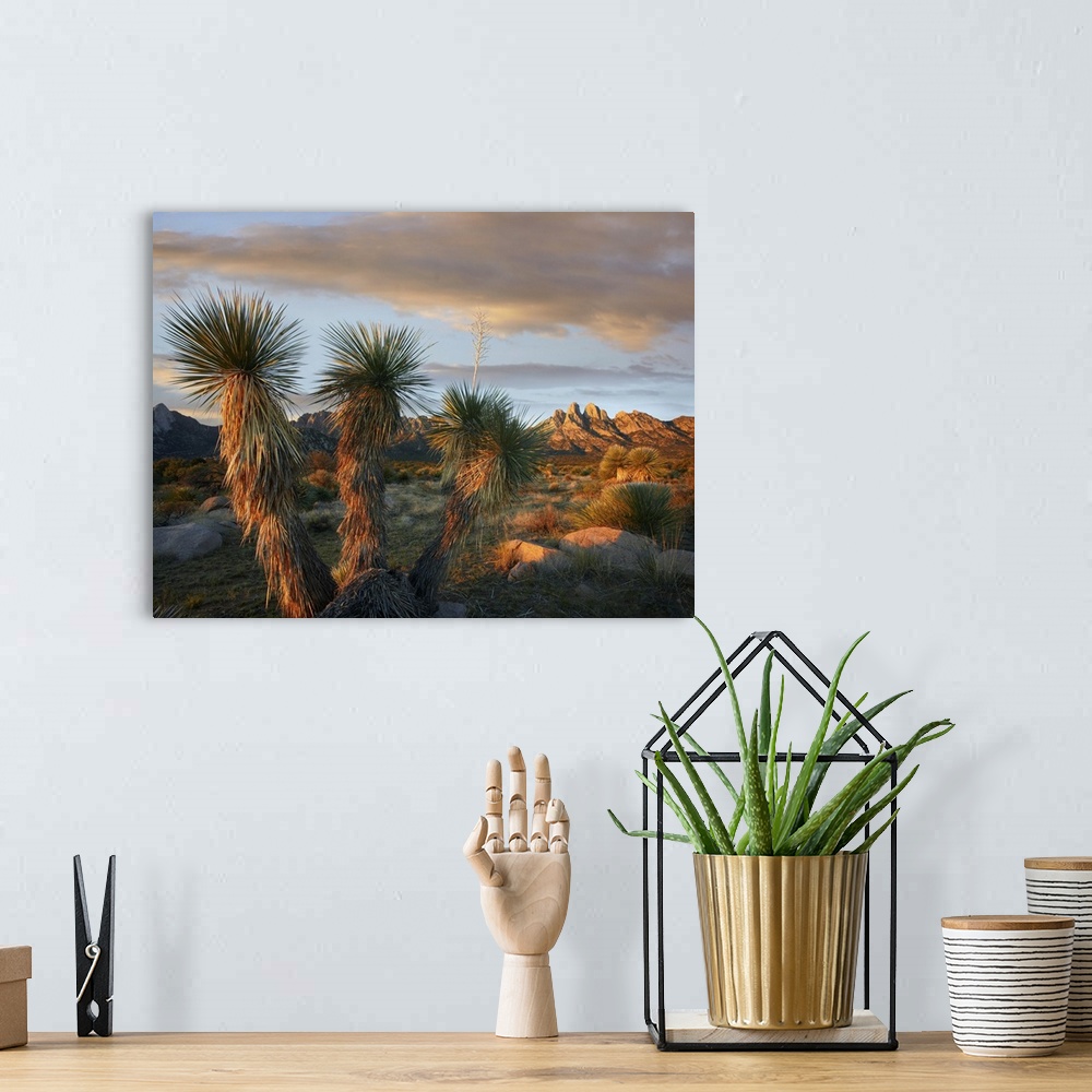 A bohemian room featuring Yucca (Yucca sp) and Organ Mountains near Las Cruces, New Mexico