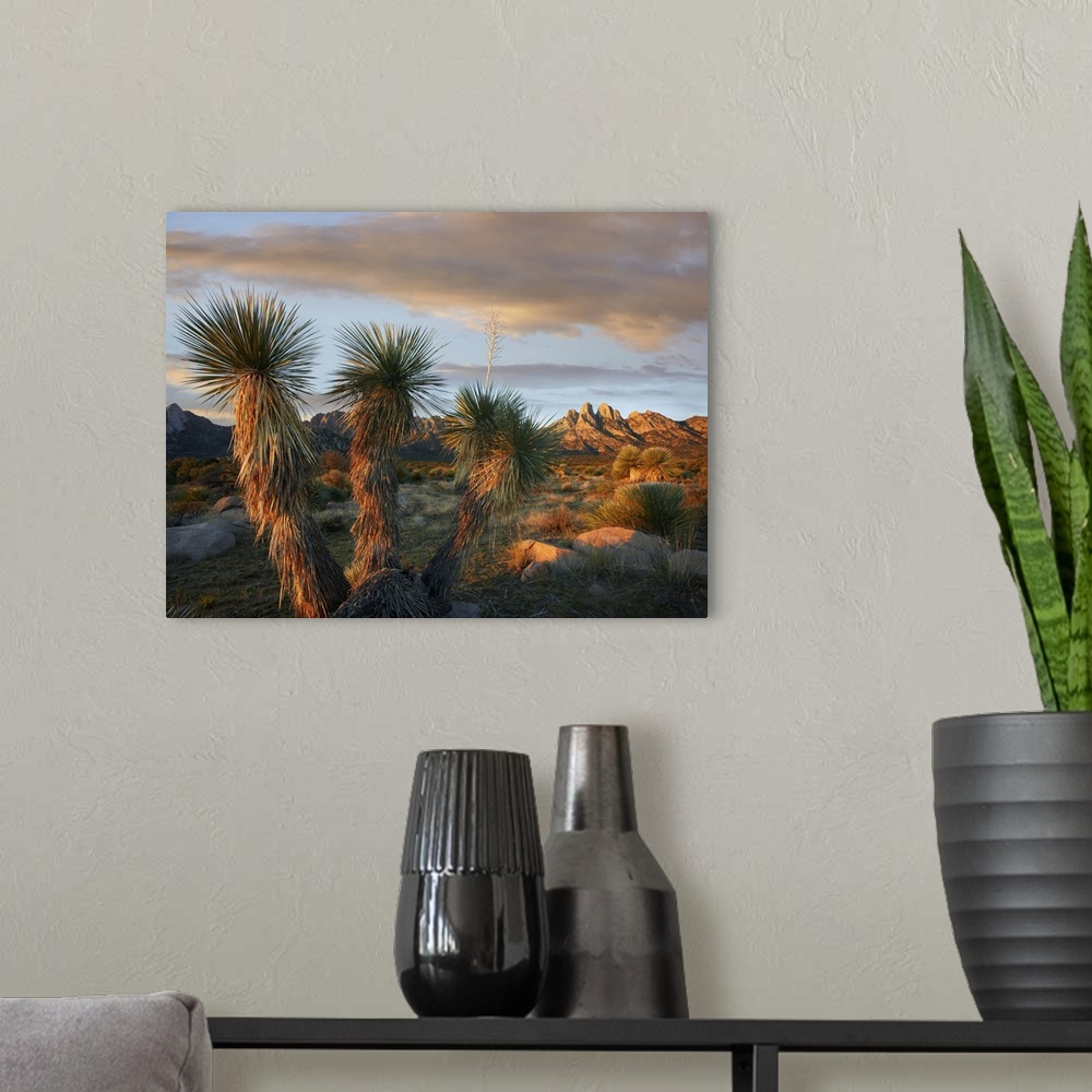 A modern room featuring Yucca (Yucca sp) and Organ Mountains near Las Cruces, New Mexico