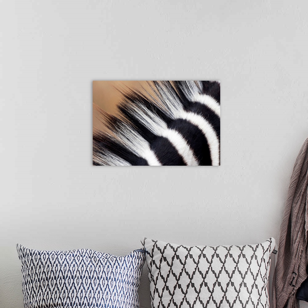 A bohemian room featuring A very close up photograph of just the mane on a zebra.
