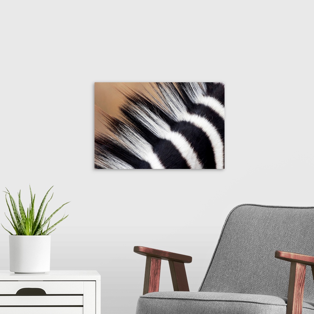 A modern room featuring A very close up photograph of just the mane on a zebra.