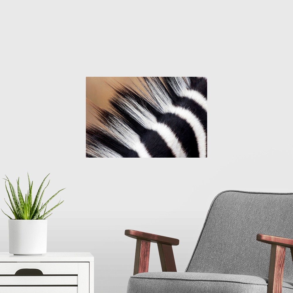 A modern room featuring A very close up photograph of just the mane on a zebra.
