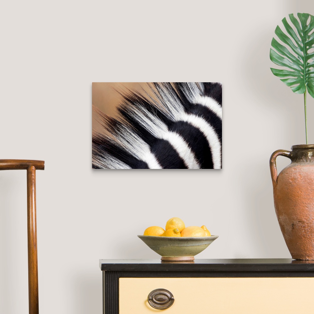 A traditional room featuring A very close up photograph of just the mane on a zebra.
