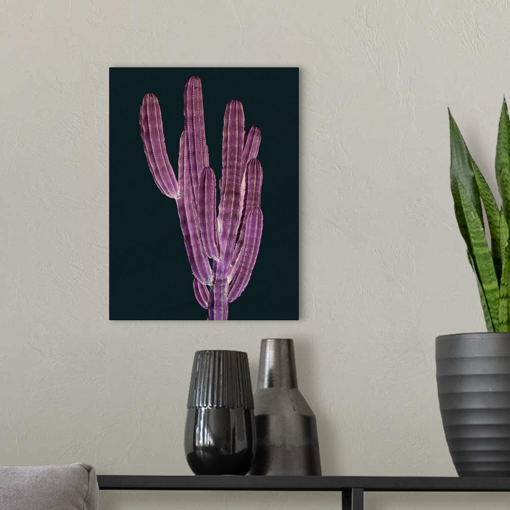 A modern room featuring Cactus Plant II