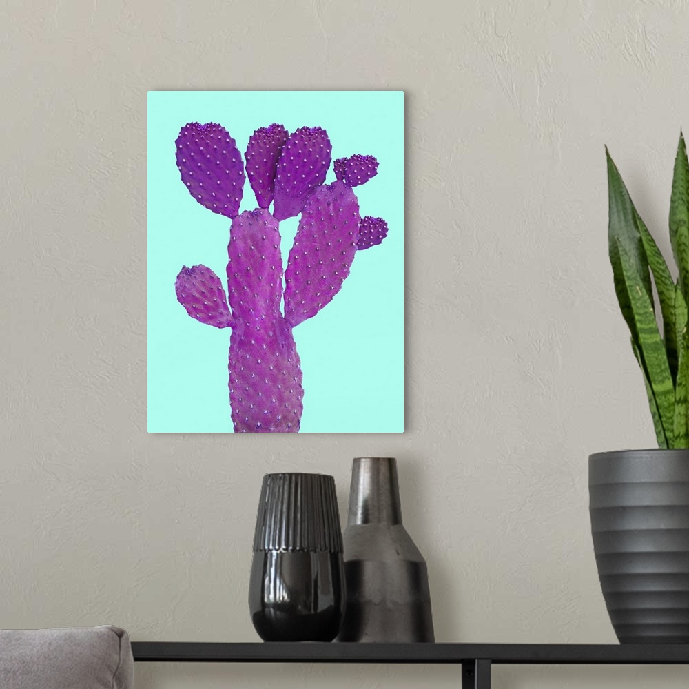 A modern room featuring Cactus on white backgraund