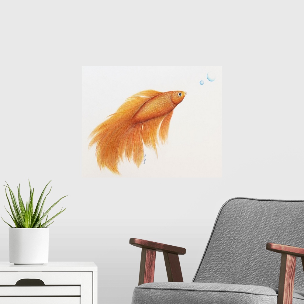 A modern room featuring Beautiful color pencil illustration of an orange betta fish with two blue bubbles on a white back...
