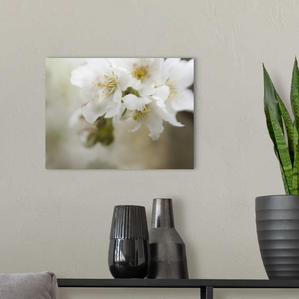 A modern room featuring Apple Blossoms