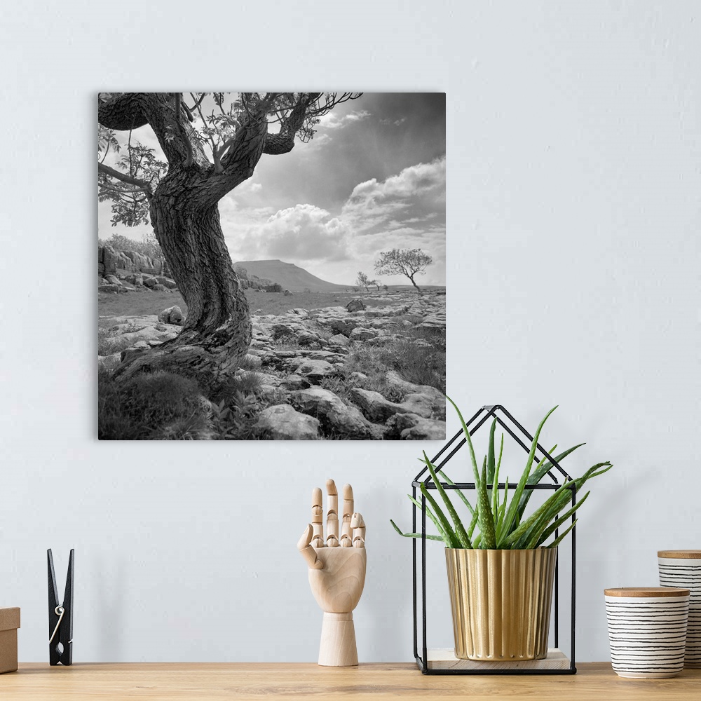 A bohemian room featuring Bare twisted tree - black and white photograph