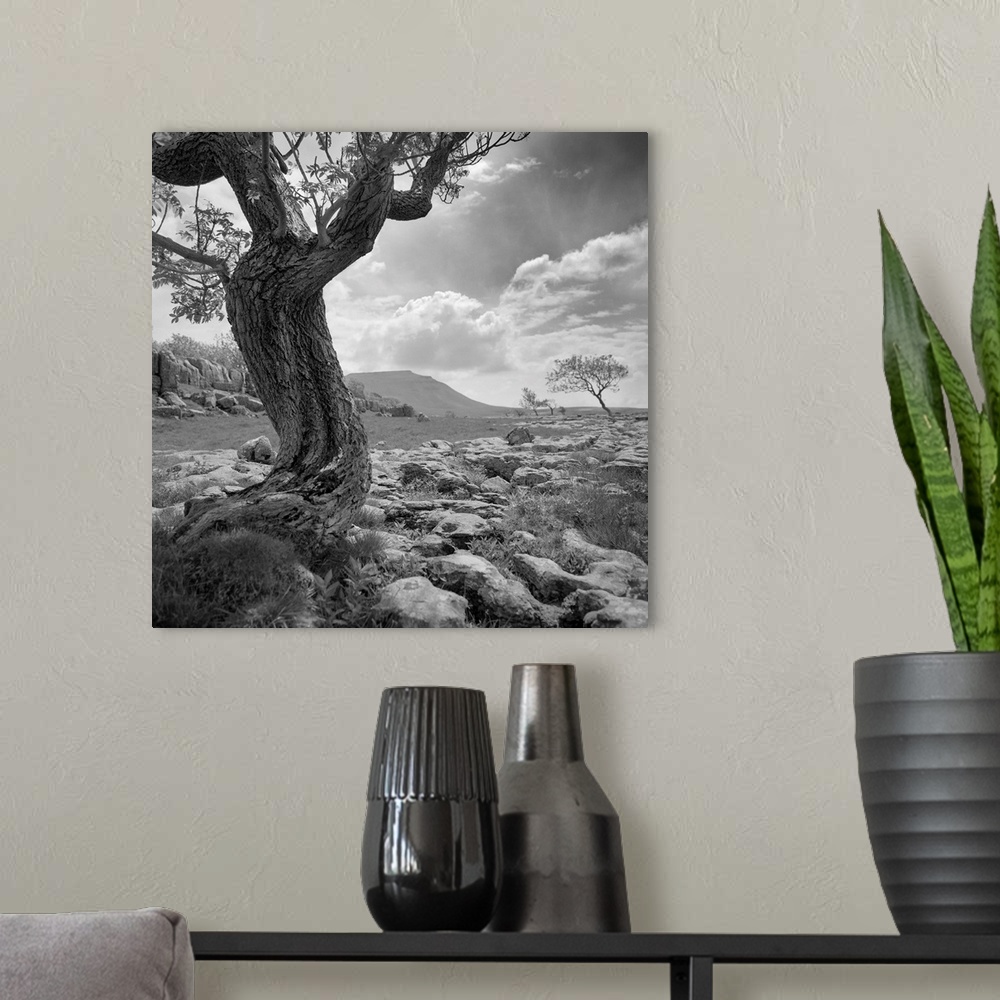 A modern room featuring Bare twisted tree - black and white photograph
