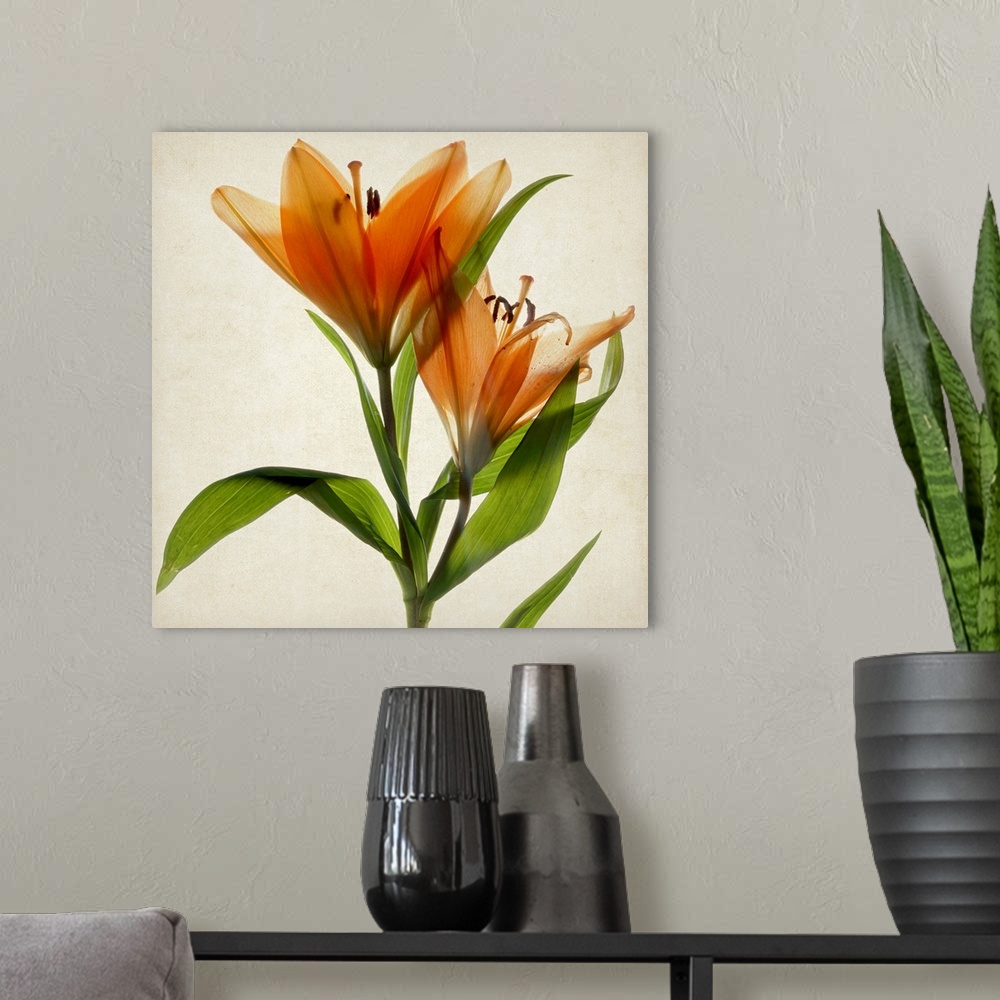 A modern room featuring Bright Lily A
