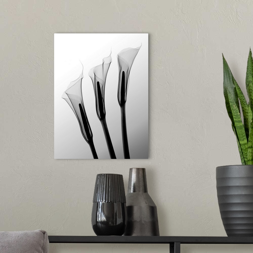 A modern room featuring Fine art photograph using an x-ray effect to capture an ethereal-like image of calla lilies.