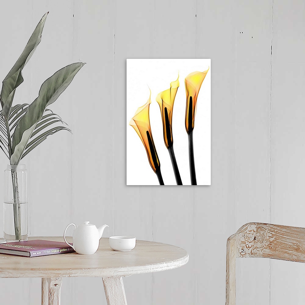 A farmhouse room featuring Fine art photograph using an x-ray effect to capture an ethereal-like image of calla lilies.