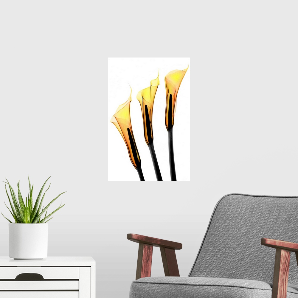 A modern room featuring Fine art photograph using an x-ray effect to capture an ethereal-like image of calla lilies.