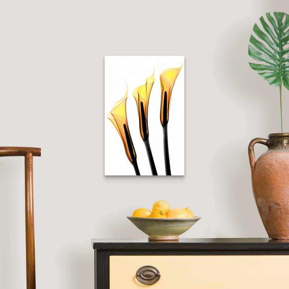 A traditional room featuring Fine art photograph using an x-ray effect to capture an ethereal-like image of calla lilies.