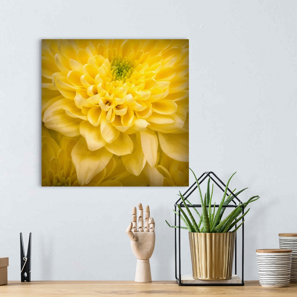 A bohemian room featuring Chrysanthemum